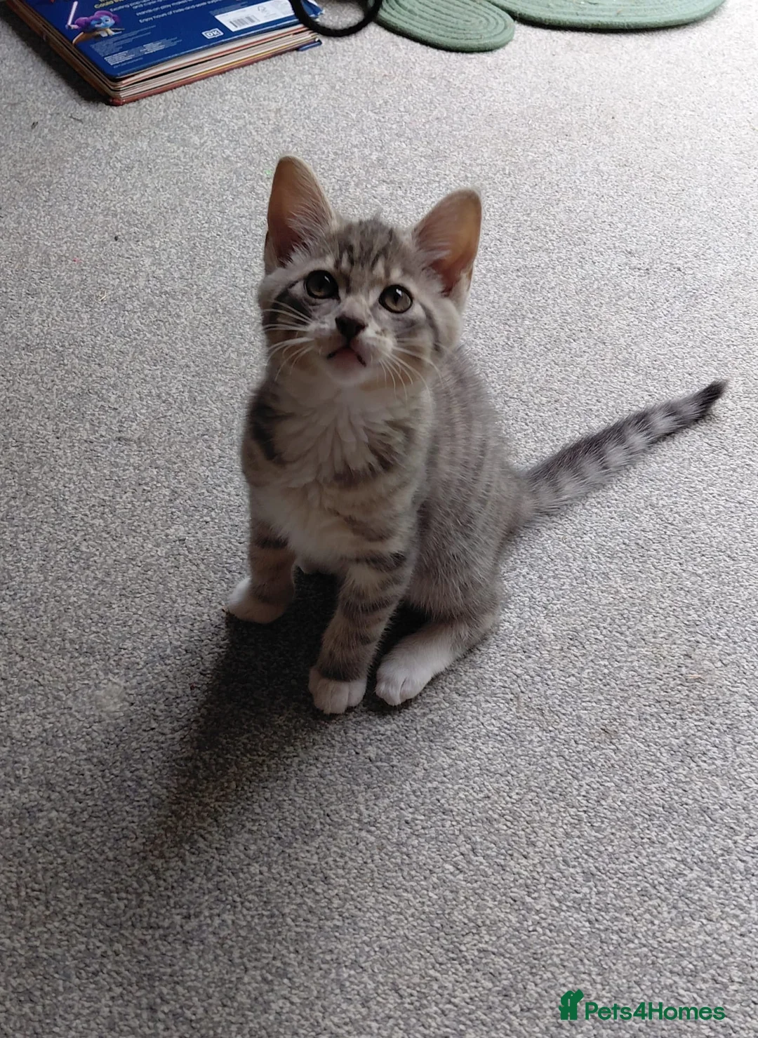 Bengal cats for sale: Adorable Cute Boy Bengal/Calico - Advert 2