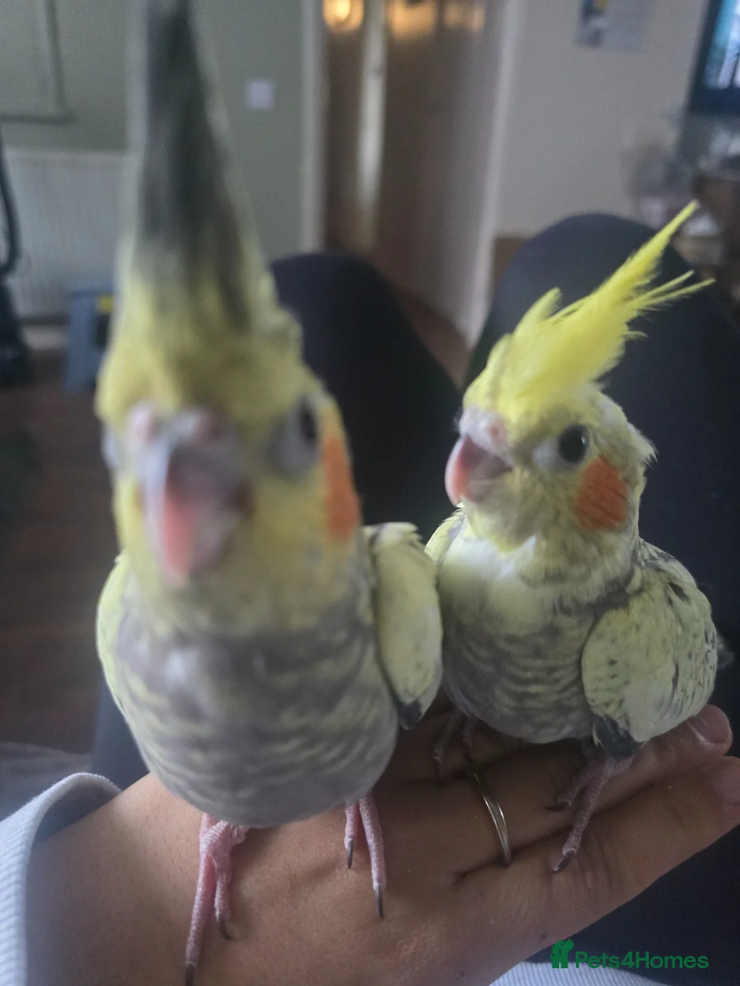 Cockatiels birds for sale: 4 baby cockatiels for sale - Advert 1