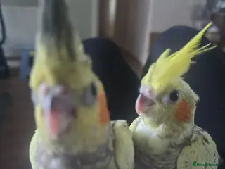 Cockatiels birds 4 baby cockatiels for sale - Advert 5