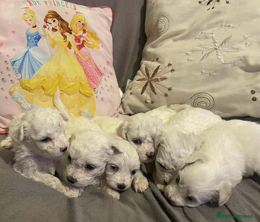 Maltese dogs for sale: Stunning Purebred Maltese Puppies Ready 17th Sept - Image 12