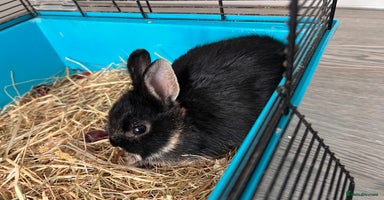 Netherland Dwarf rabbits - Advert 16