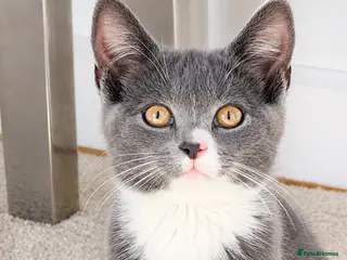 Mixed Breed cats 2 LEFT Ragdoll X Kittens - Advert 1
