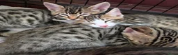 Bengal cats for sale: Beautiful Bengal cross kittens  - Advert 32