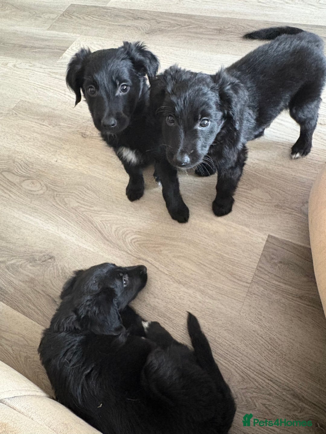 Mixed Breed dogs for sale: 5 Stunning Border Retrievers  - Image 24