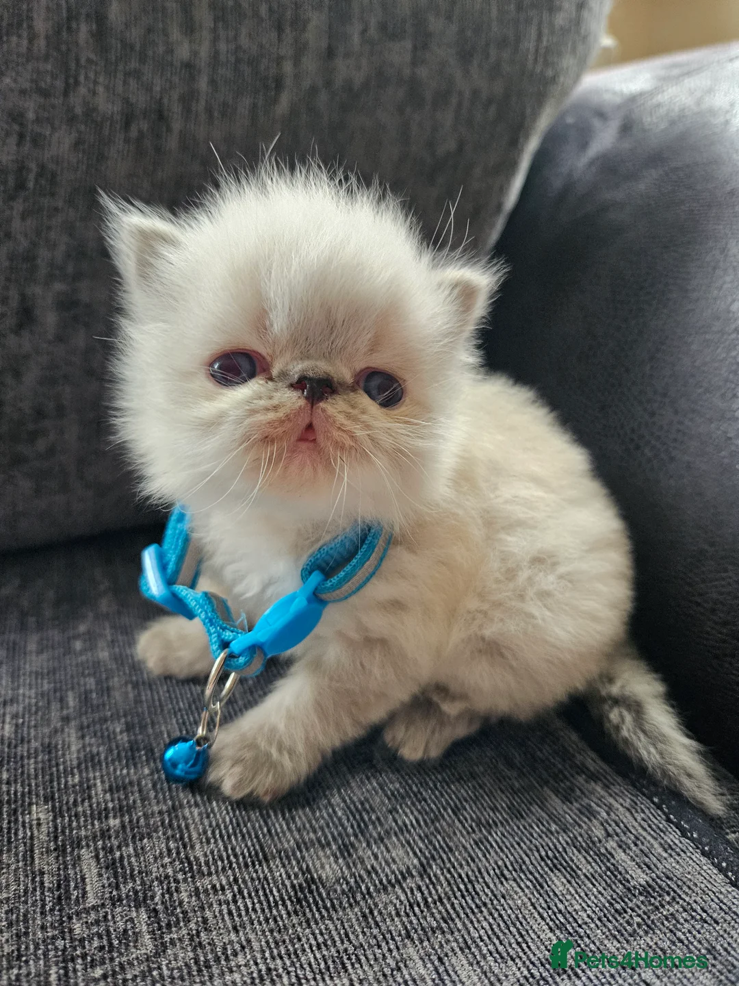 Persian cats for sale: 😻Stunning Pedigree Persian Kittens 😻 - Advert 18