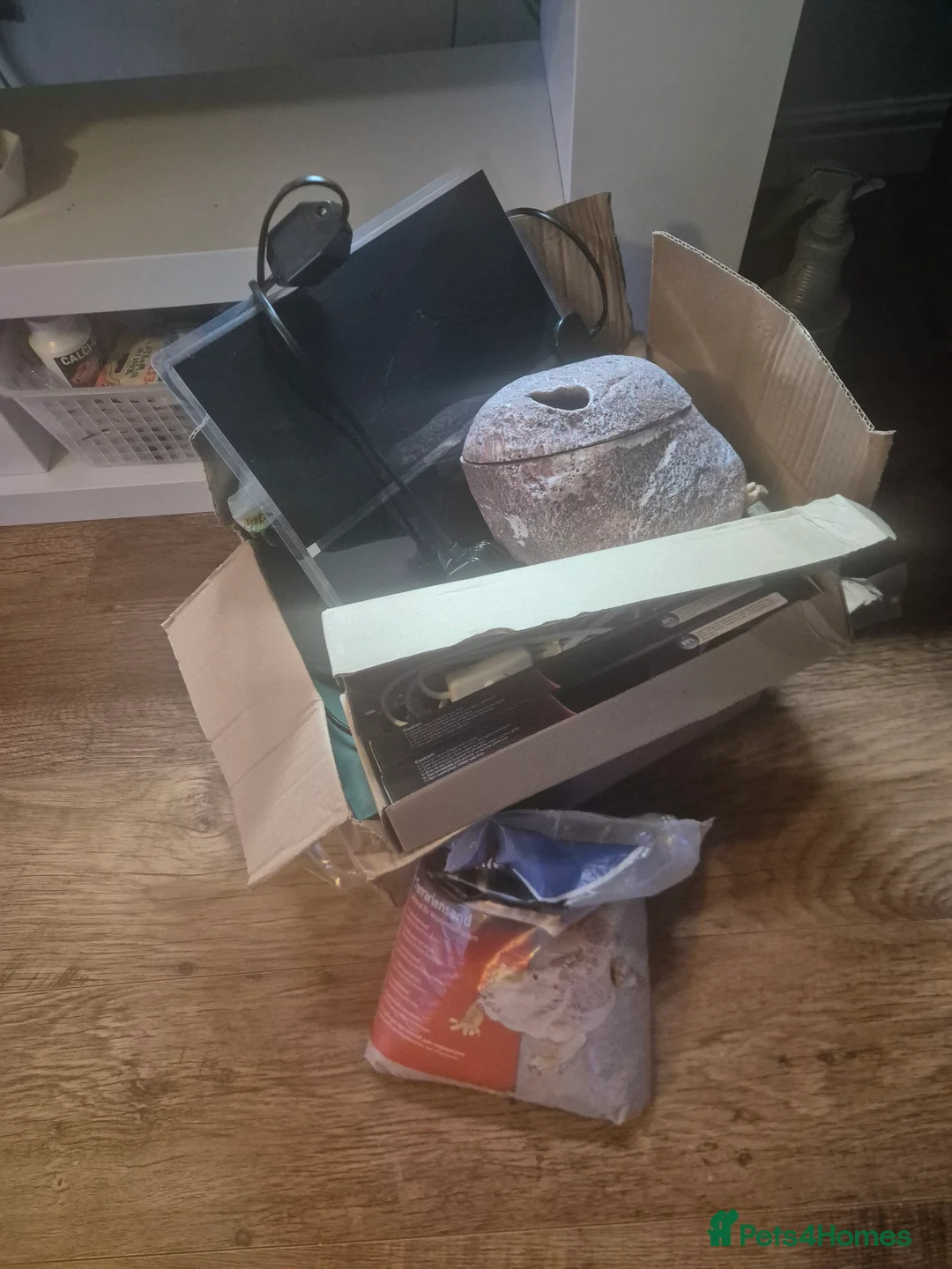 Gecko reptiles for sale: Male crested gecko with full bio set up  - Advert 5