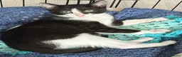 Mixed Breed cats for sale: Ragdoll x male kitten in Dorchester - Advert 1