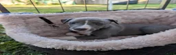 Whippet dogs for sale: KC Reg Whippet Pups-Heart Tested Clear Parents - Advert 24
