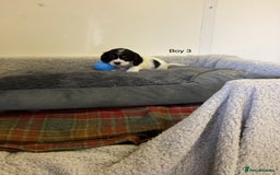 Cockalier dogs for sale: Cockalier  - Image 11