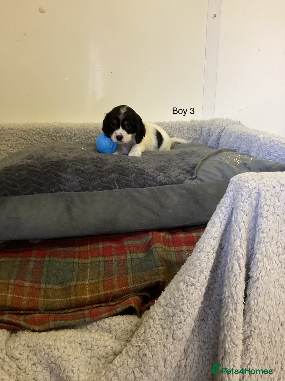 Cockalier dogs for sale: Cockalier  - Image 11