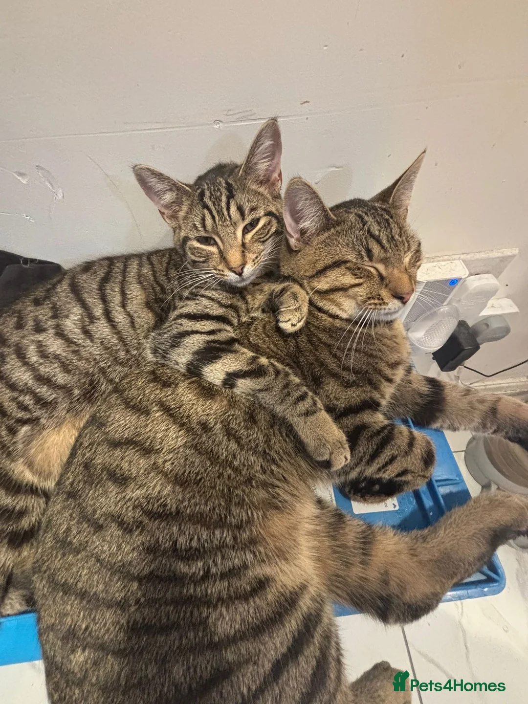 Mixed Breed cats for sale: Kitten  - Advert 1