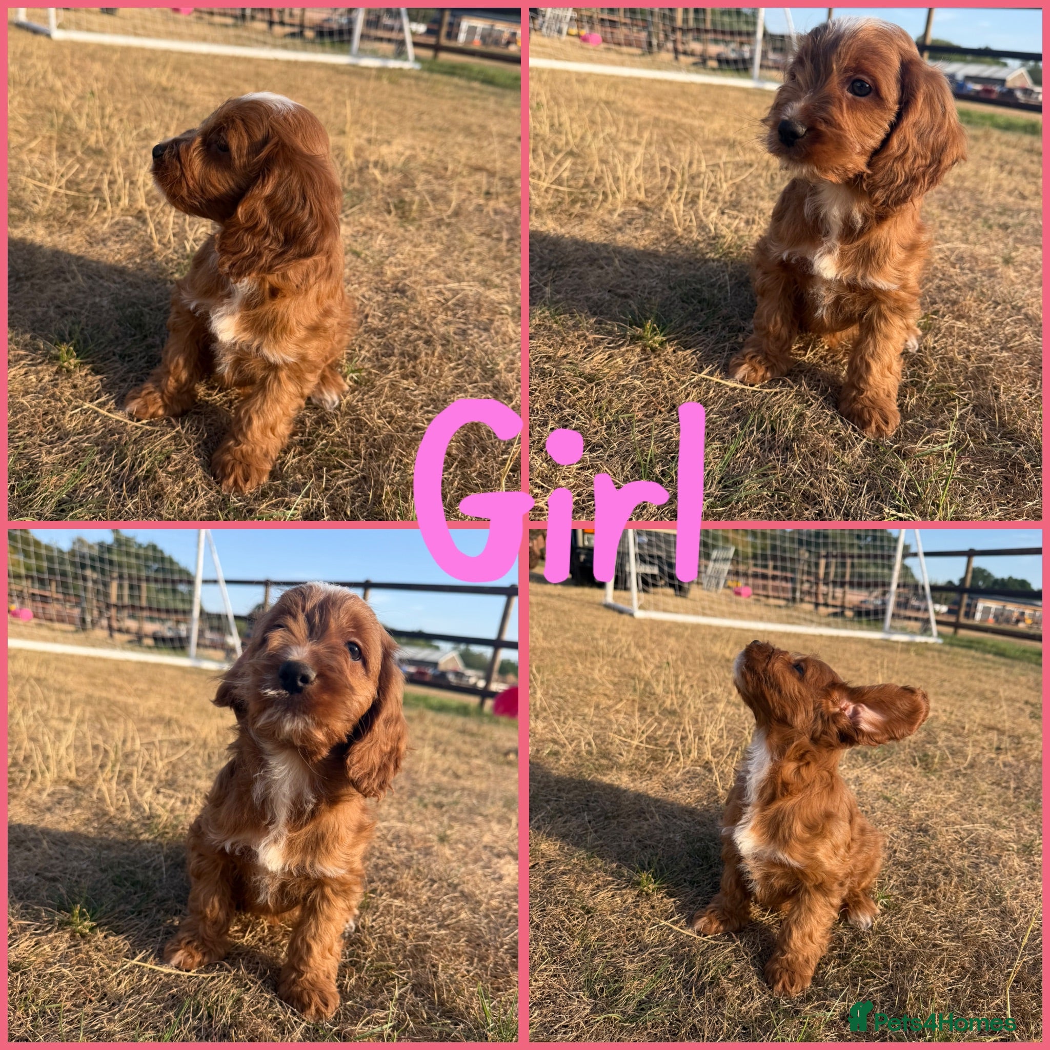 Cockapoo dogs Cockapoo pups ready now  - Advert 2