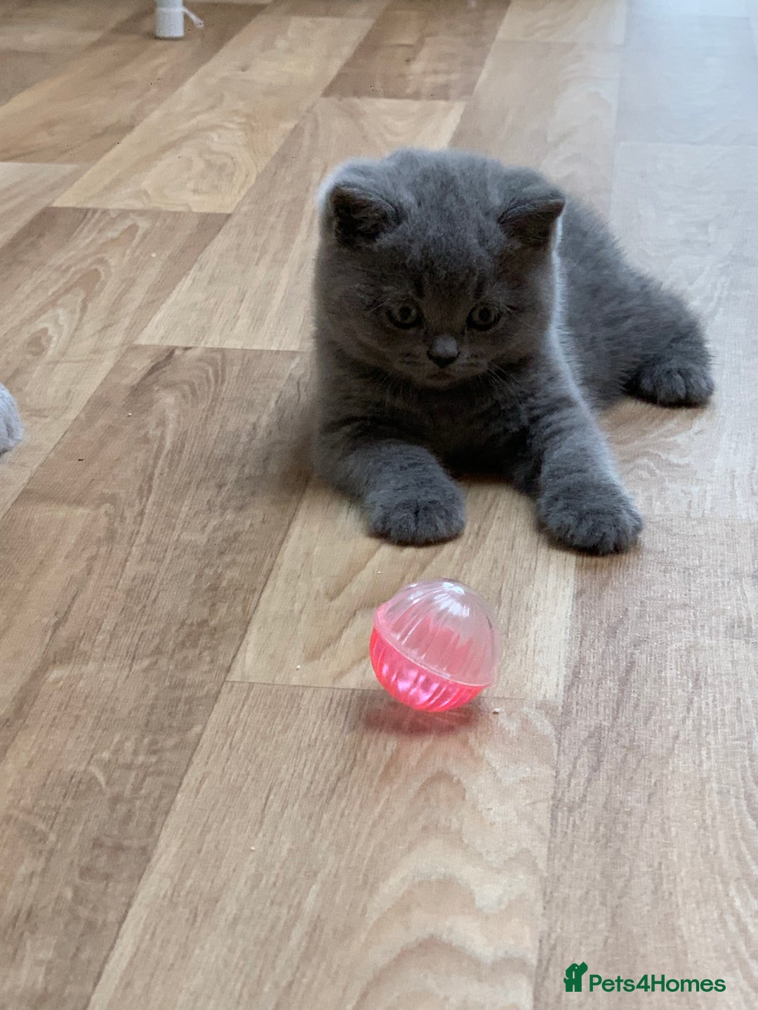 British Shorthair cats for sale: GCCF Pedigree Pure Blue British Shorthair - Advert 13