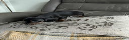 Miniature Dachshund dogs for sale: Miniature Dachshund Puppies ready to go 3/12/25 - Advert 23