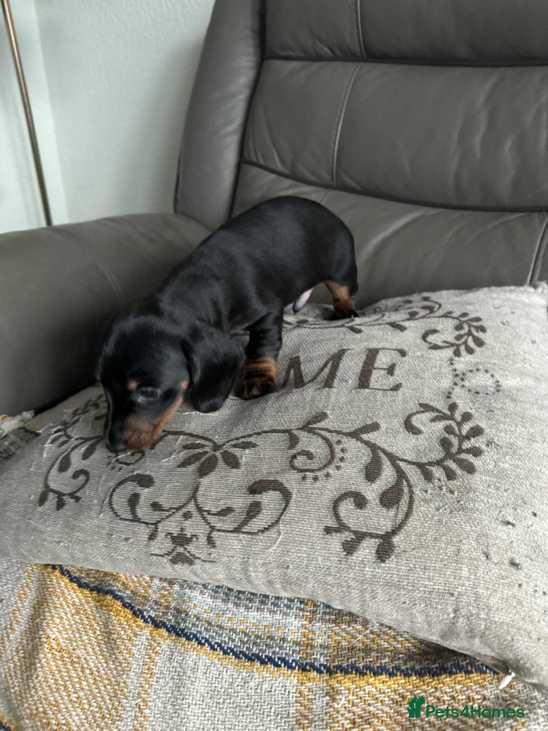 Miniature Dachshund dogs for sale: Miniature Dachshund Puppies ready to go 3/12/25 - Advert 23