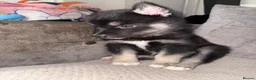 Siberian Husky dogs for sale: LAST 3 Beautiful Siberian Huskys Puppy's  - Advert 3