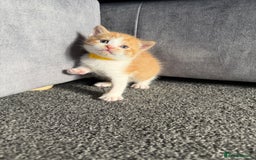 Domestic Shorthair cats for sale: Beautiful kittens 😍 - Image 11