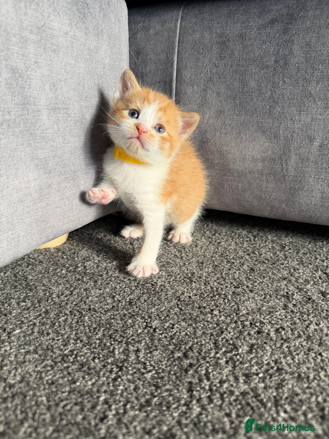 Domestic Shorthair cats for sale: Beautiful kittens 😍 - Image 11