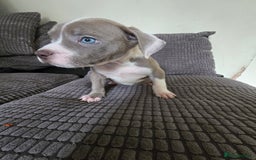 Staffordshire Bull Terrier dogs for sale: Staffordshire bull terrier puppy's  - Image 2