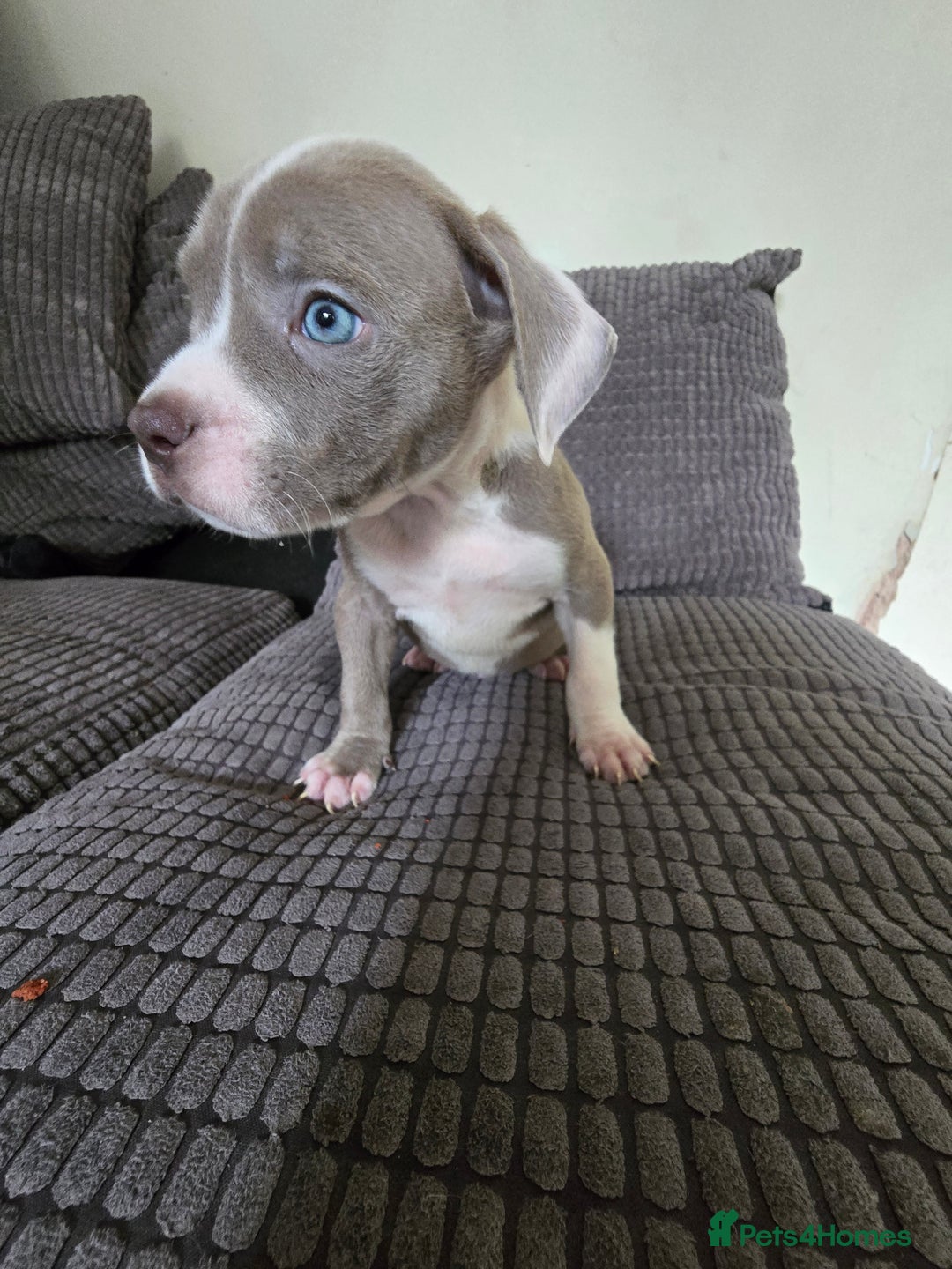 Staffordshire Bull Terrier dogs for sale: Staffordshire bull terrier puppy's  - Image 2