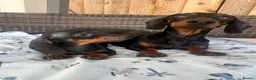 Dachshund dogs for sale: Dachshund  - Advert 7