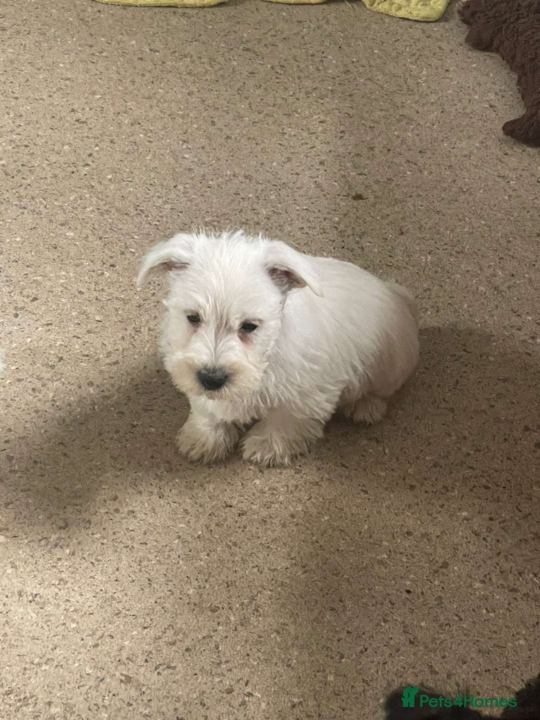 Mixed Breed dogs for sale: Lively litter of Wauzers for sale. - Image 3