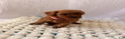 Cockapoo dogs for sale: 🐾 Beautiful Cheeky Cockapoos 🐾 - Advert 15
