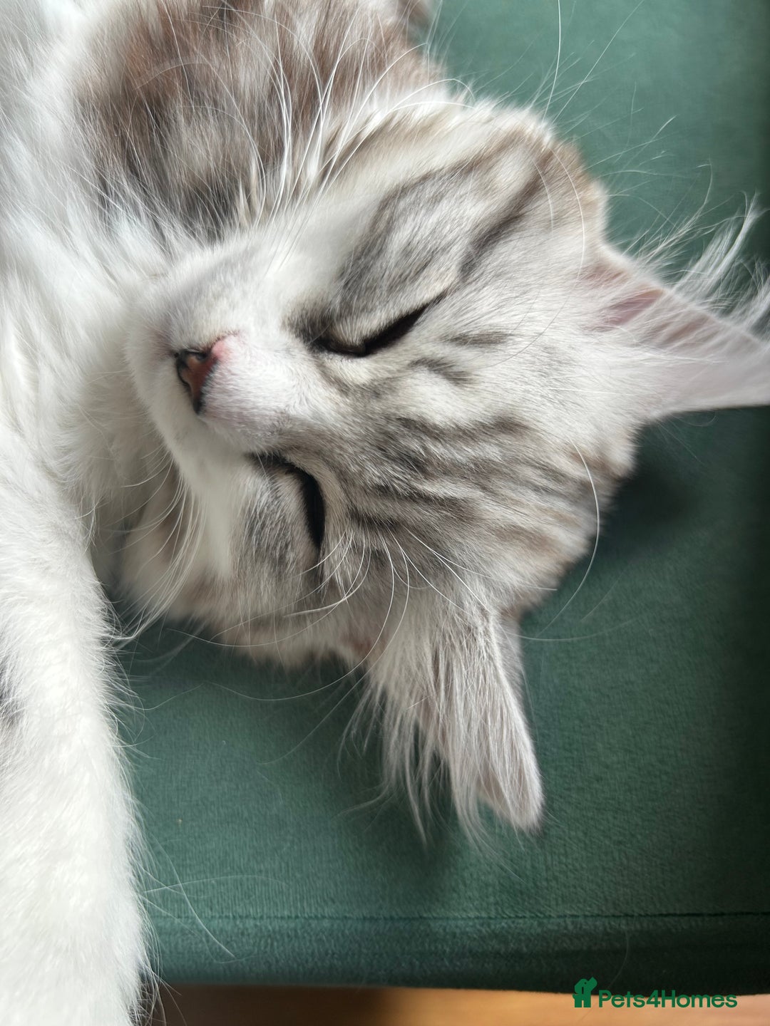 Persian cats for sale: Persian cross kittens  - Image 4