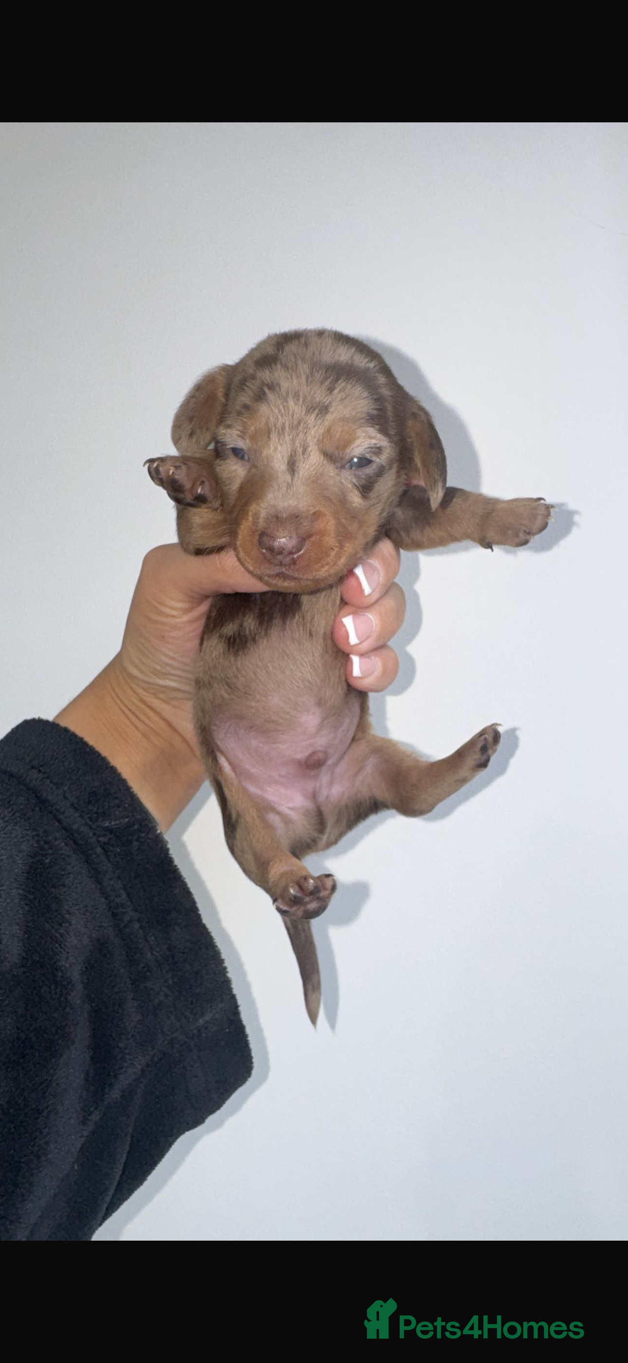 Miniature Dachshund dogs Miniature dachshund - Advert 2