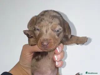 Miniature Dachshund dogs Miniature dachshund - Advert 2