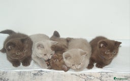 British Shorthair cats for sale: 🐾 British Shorthair Kittens Looking for Homes 🏡 - Image 7