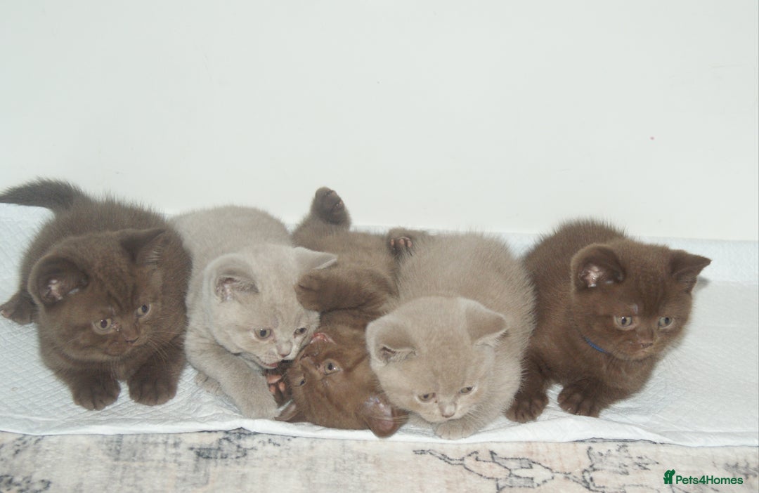 British Shorthair cats for sale: 🐾 British Shorthair Kittens Looking for Homes 🏡 - Image 7