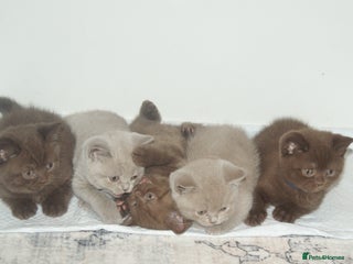 British Shorthair cats - Advert 36