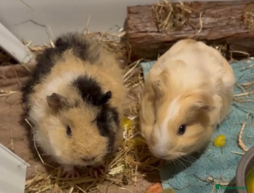 Guinea Pig rodents guinea pig  - Advert 12