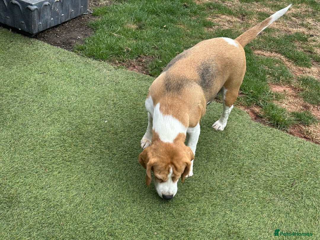 Beagle dogs for sale: loving Girl Beagle looking for 5 Star Home - Image 4