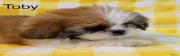 Shih Tzu dogs for sale: Beautiful Shih Tzu puppies  - Advert 14