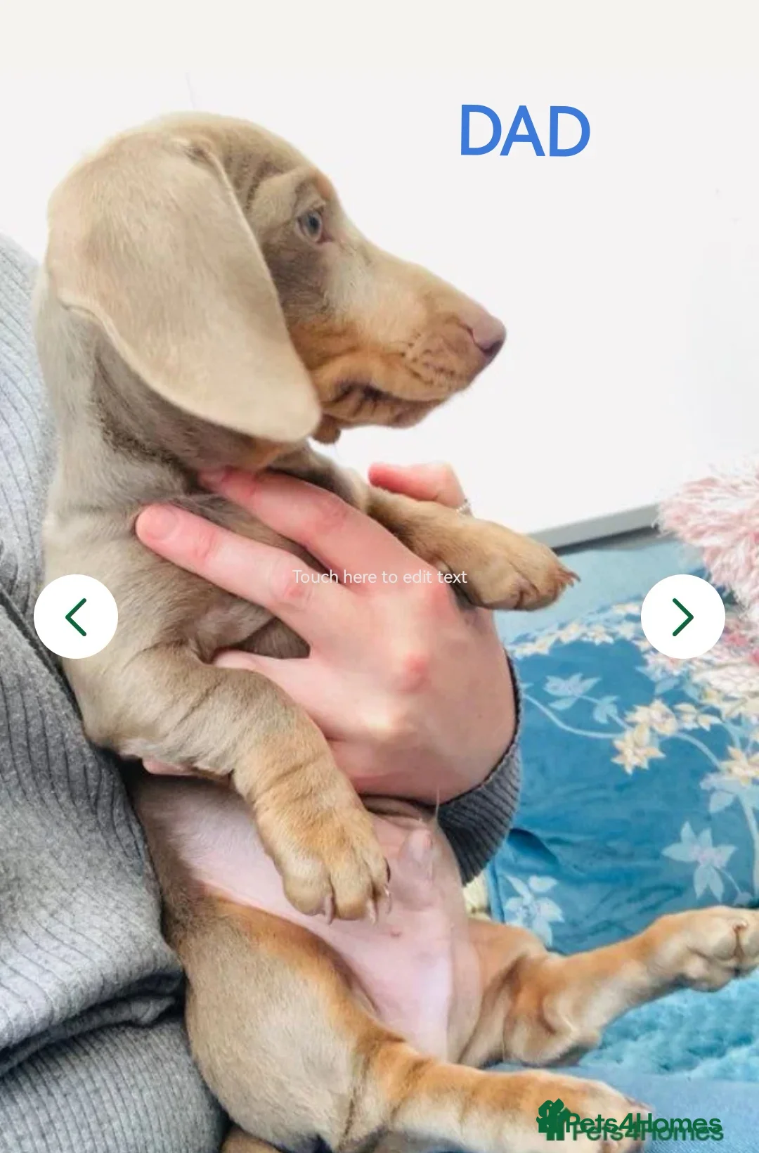 Dachshund dogs for sale: KC miniature smooth haired DNA tested dachshunds  in Weston-super-Mare - Advert 5
