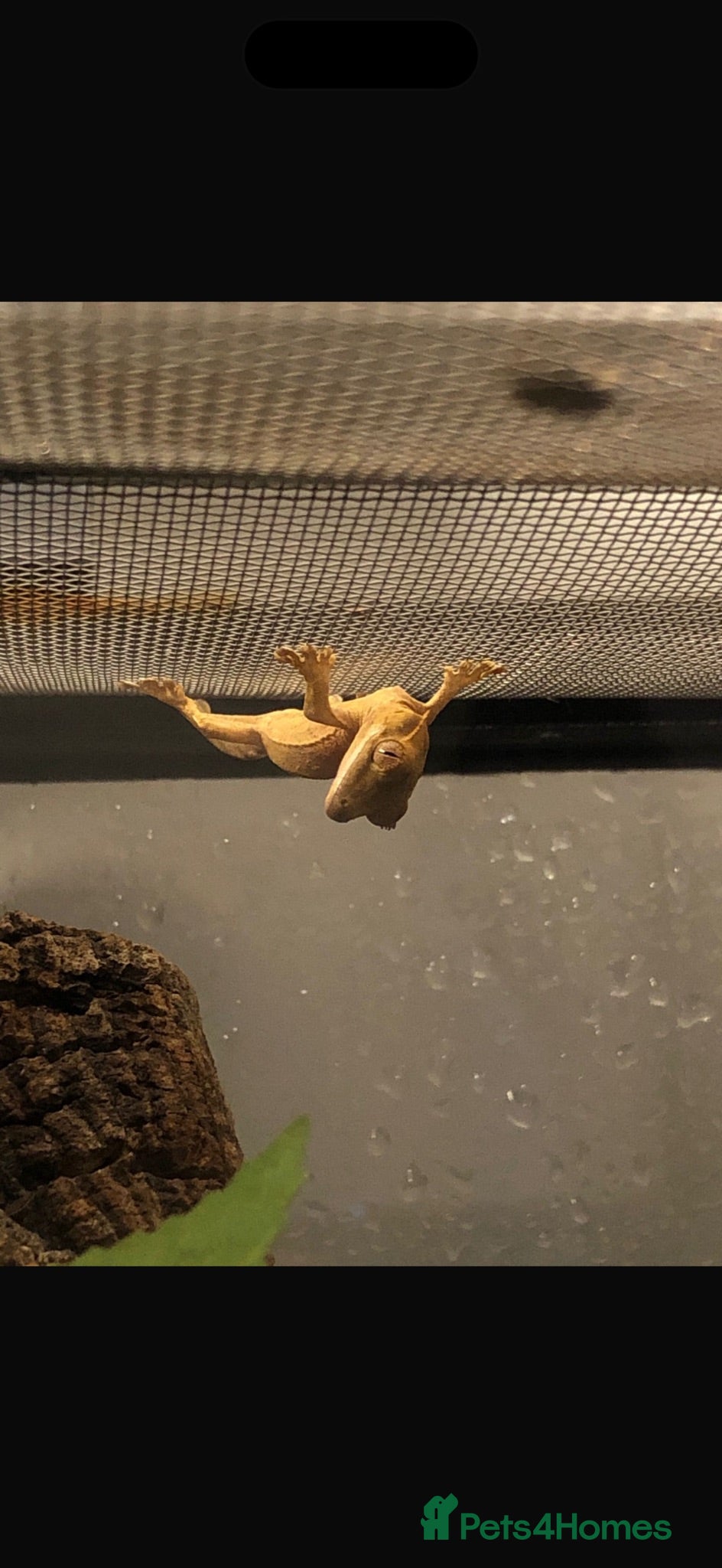 Gecko reptiles Crested geckos with individual full setups  - Advert 1