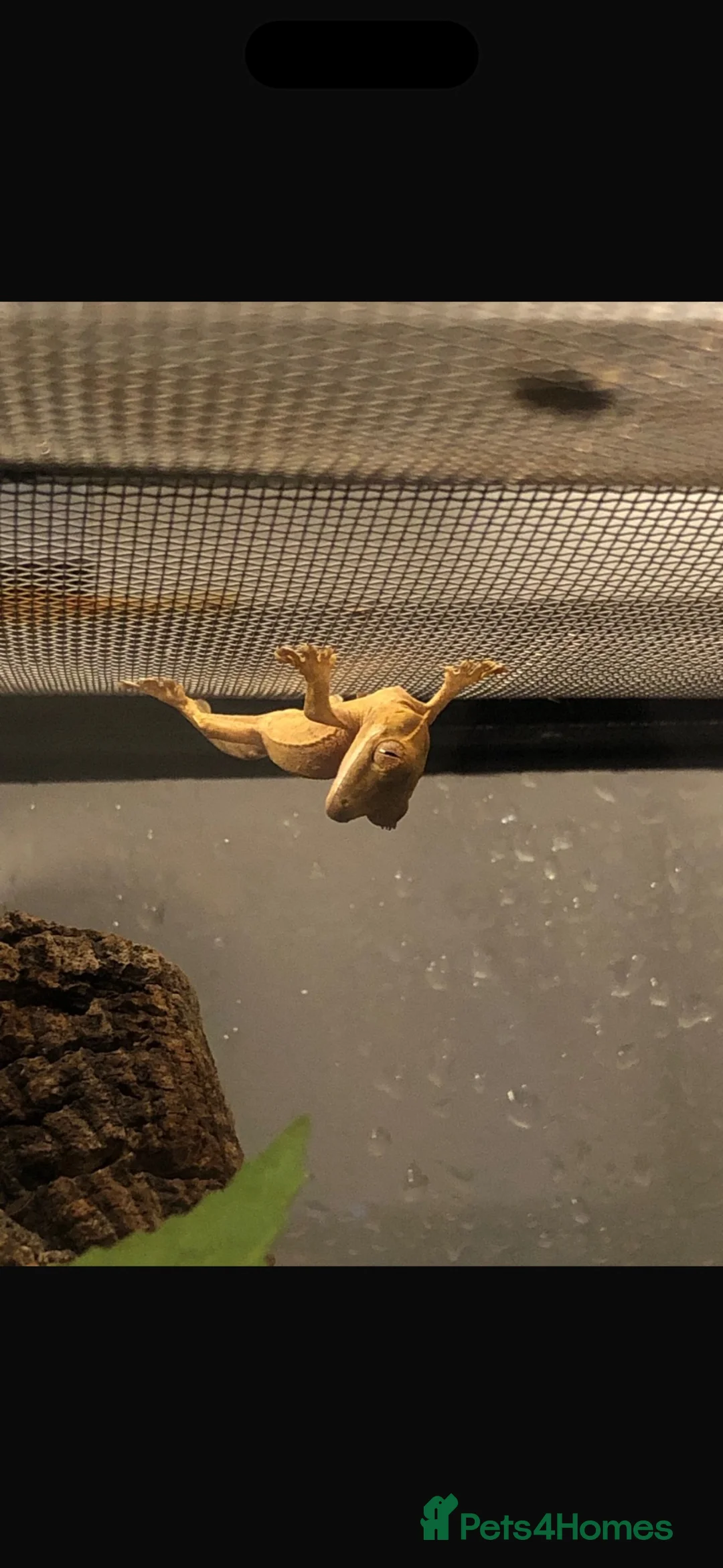 Gecko reptiles for sale: Crested geckos with individual full setups  in Chesham - Advert 1