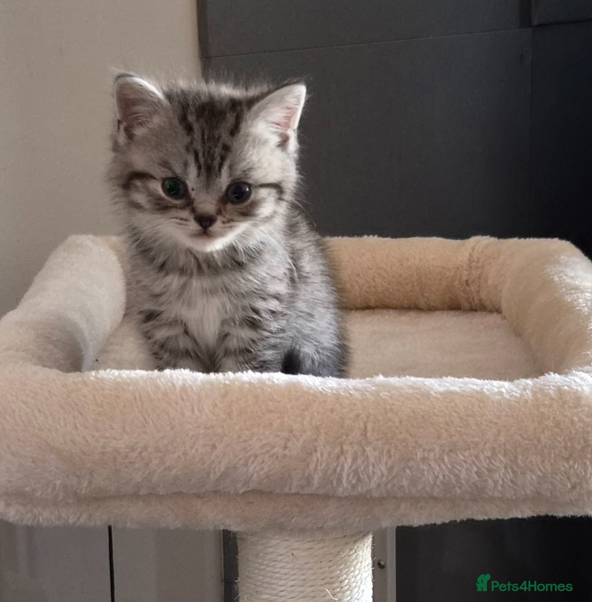 British Shorthair cats Stunning British Shorthair kittens - Advert 2
