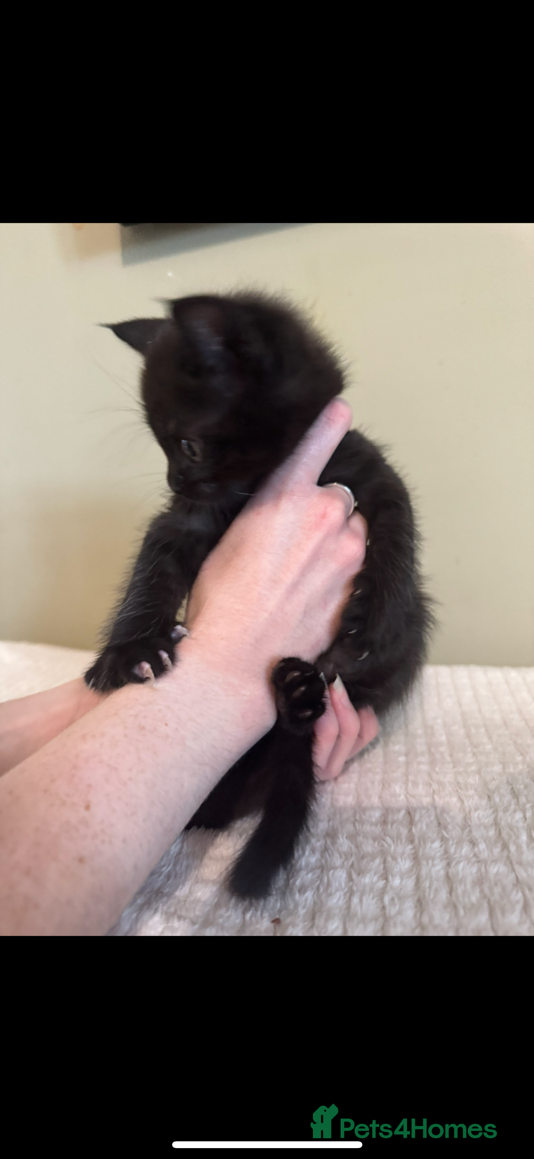 Maine Coon cats for sale: Gorgeous sweet half maine coons  - Advert 12