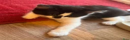 Mixed Breed cats for sale: For sale! in Maidstone - Advert 4