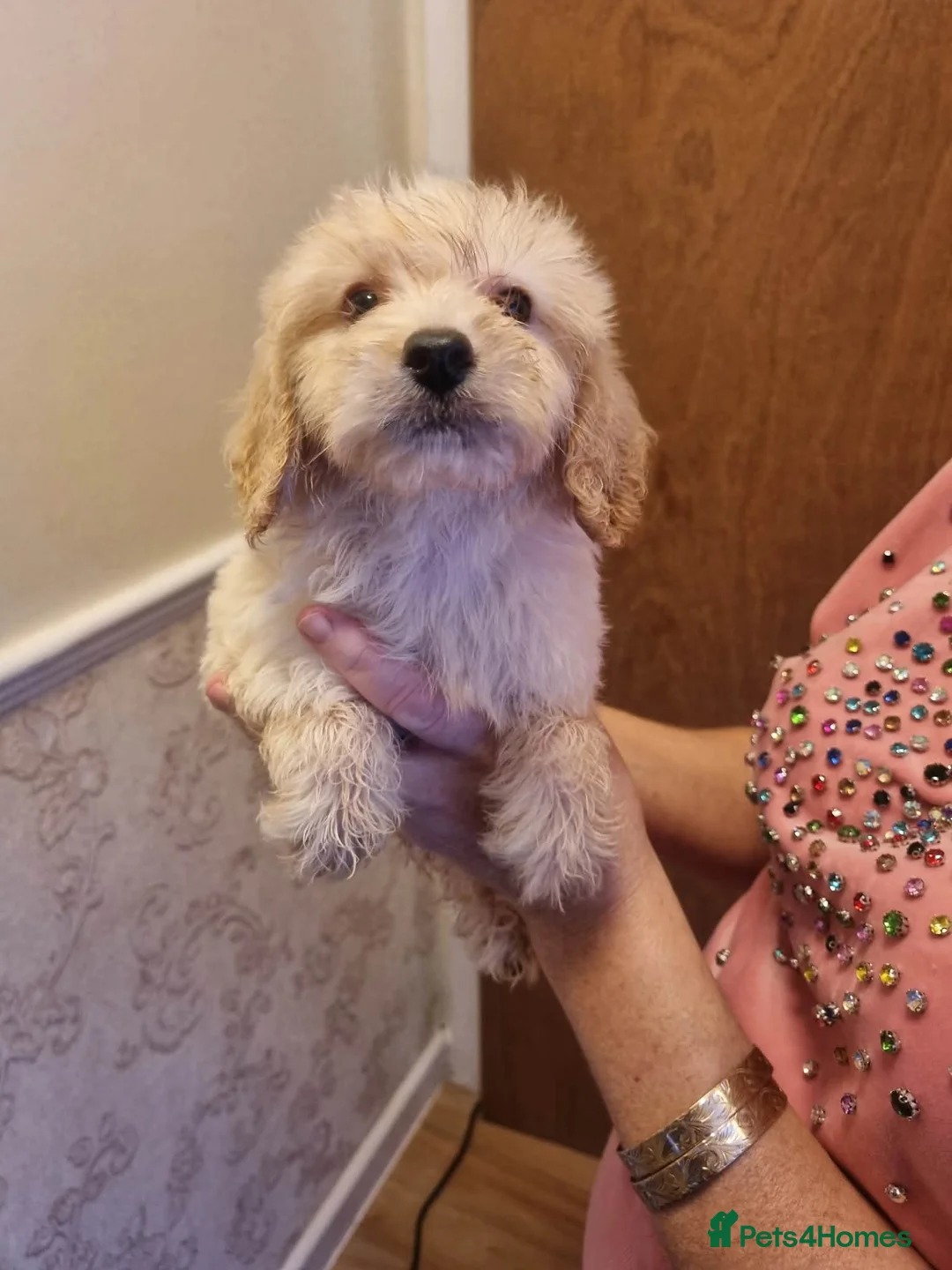 Cockapoo dogs for sale: Beautiful cockapoo  - Advert 5