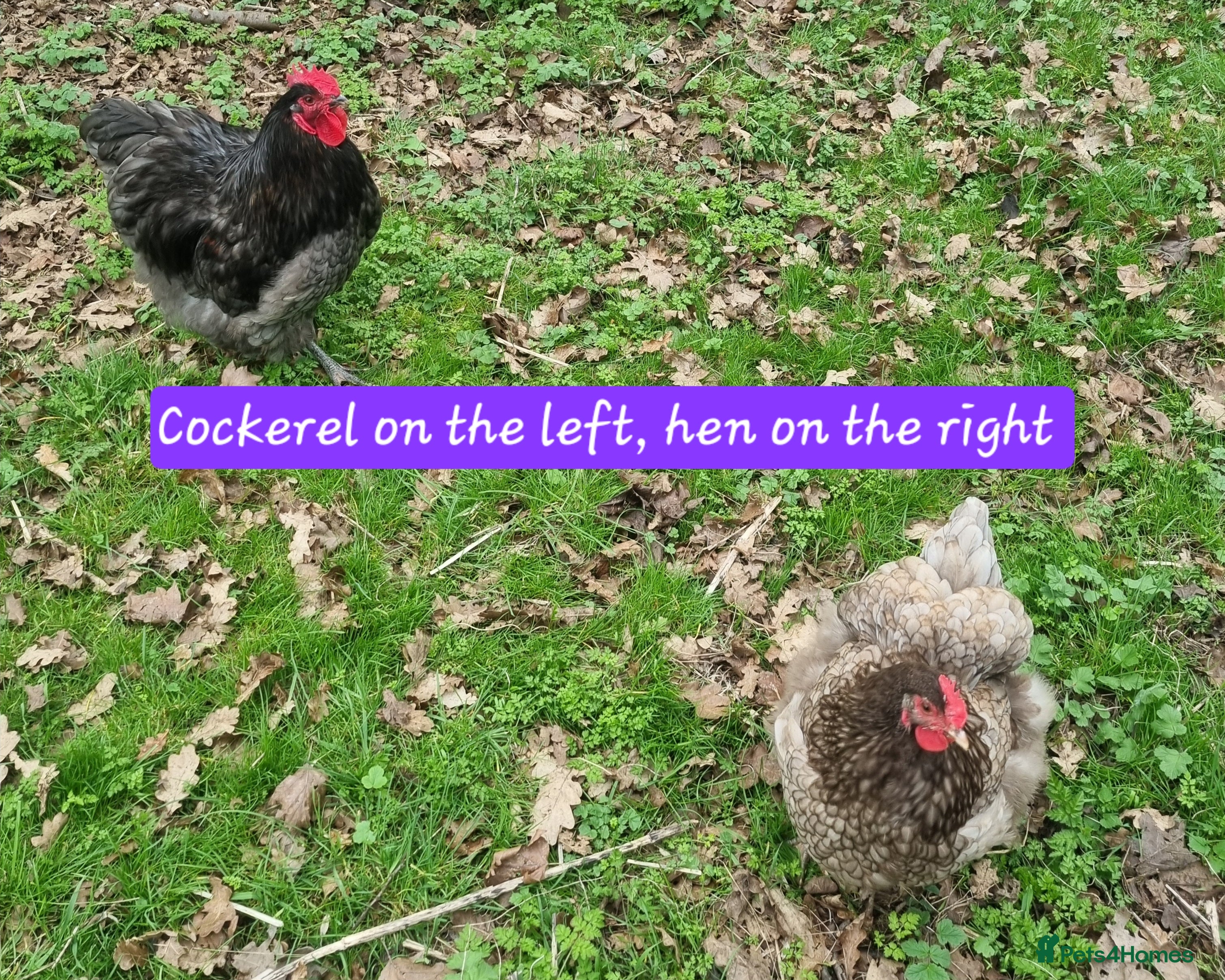 Chickens poultry for sale: Orpington English Rare Colour - Advert 1