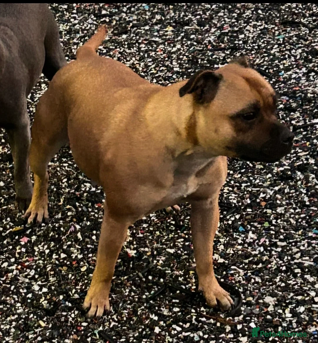 Staffordshire Bull Terrier dogs for sale: Only 1 boy left  - Advert 19