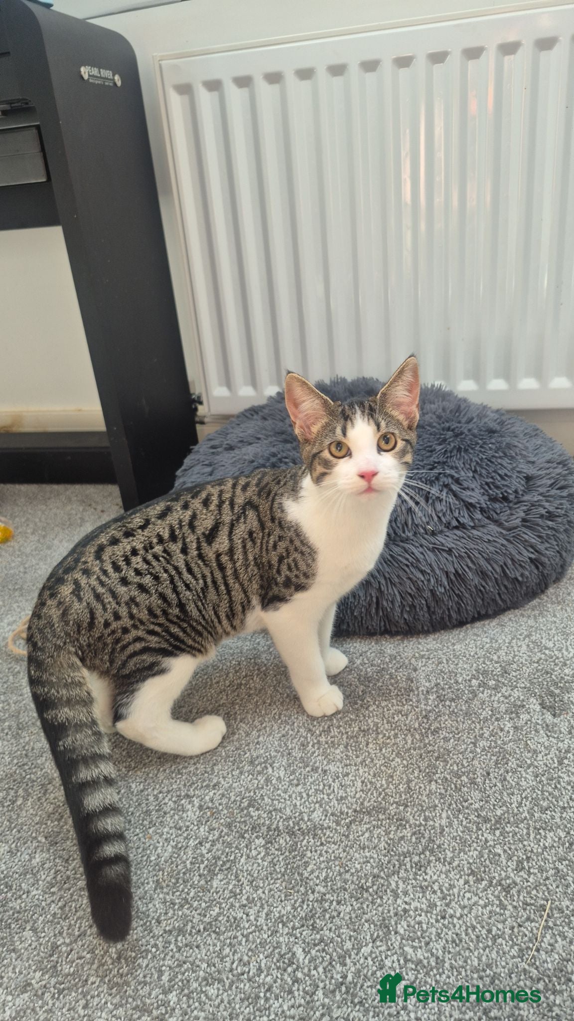 Mixed Breed cats Tiger, 5 month old male  - Advert 5