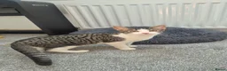 Mixed Breed cats for sale: Tiger, 5 month old male  - Advert 1