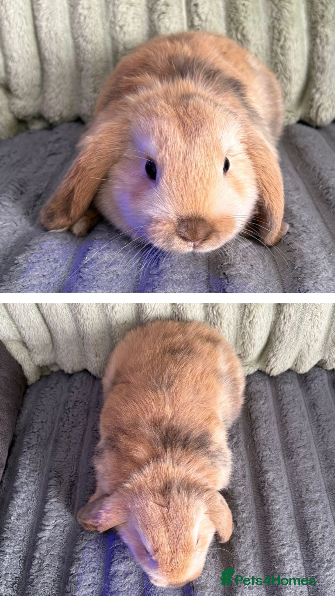 Mini Lop rabbits 💙🩷 Beautiful Pure Bred Mini Lop Bunnies 🩷💙 - Advert 2