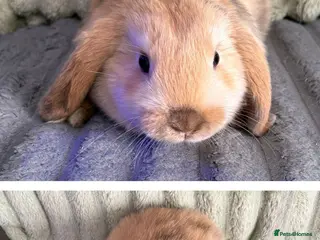 Mini Lop rabbits 💙 Last 1 Pure Bred Mini Lop Bunnies 💙 - Advert 17