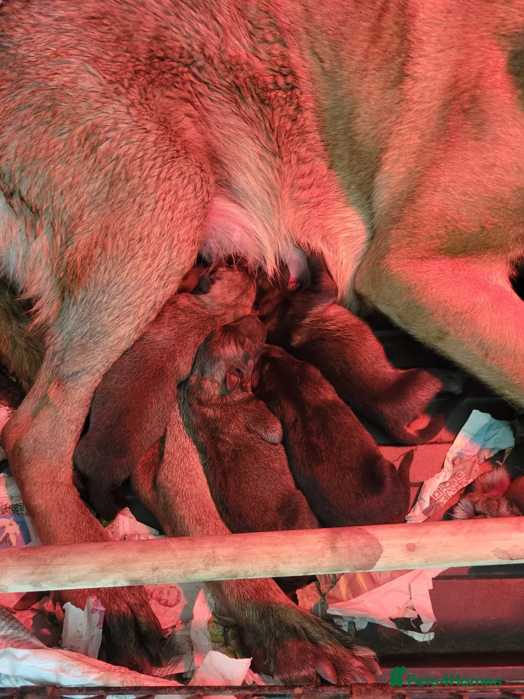 Belgian Shepherd Dog dogs for sale: Belgian malinois cross Czech Shepherd  - Advert 3